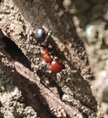 Atopomyrmex mocquerysi
