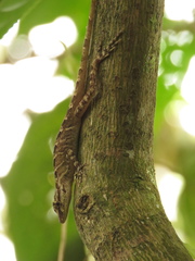 Anolis eulaemus