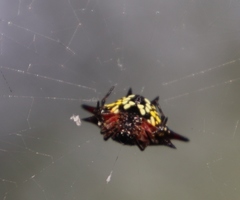 Gasteracantha sanguinolenta