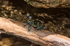 Mantidactylus lugubris