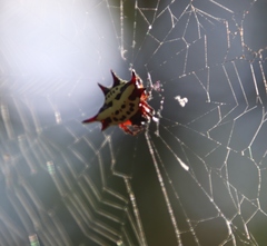 Gasteracantha sanguinolenta