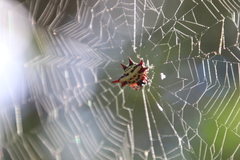 Gasteracantha sanguinolenta