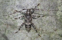 Graphisurus fasciatus