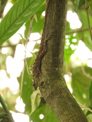 Anolis eulaemus
