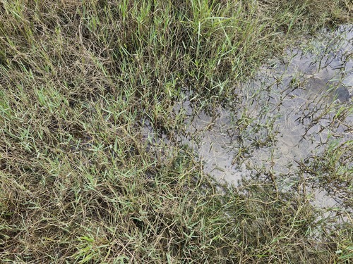 knot grass (Paspalum distichum)