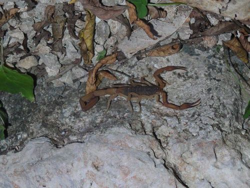 Centruroides ochraceus
