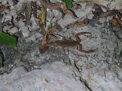 Centruroides ochraceus