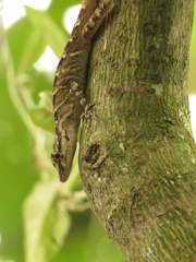 Anolis eulaemus