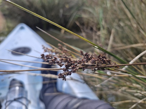 Sea Rush (Juncus kraussii)