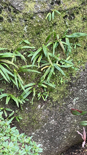 Weeping Fern (Lepisorus thunbergianus)