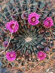 Ferocactus macrodiscus macrodiscus