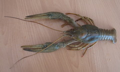 Pontastacus leptodactylus