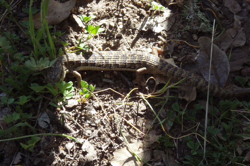 iNaturalist observation photo of Southern Alligator Lizard
