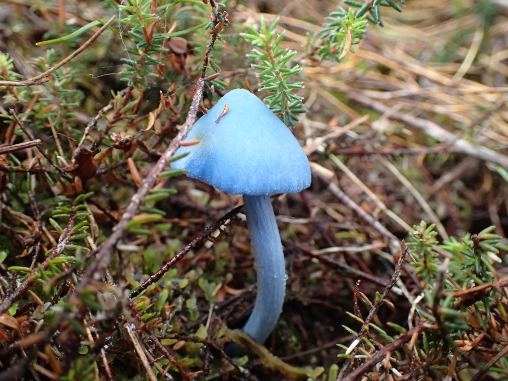 Entoloma hochstetteri · April 2026 · photo: © fuligogirl (iNaturalist, cc-by)