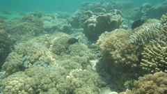 Acanthurus nigrofuscus