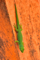 Phelsuma quadriocellata