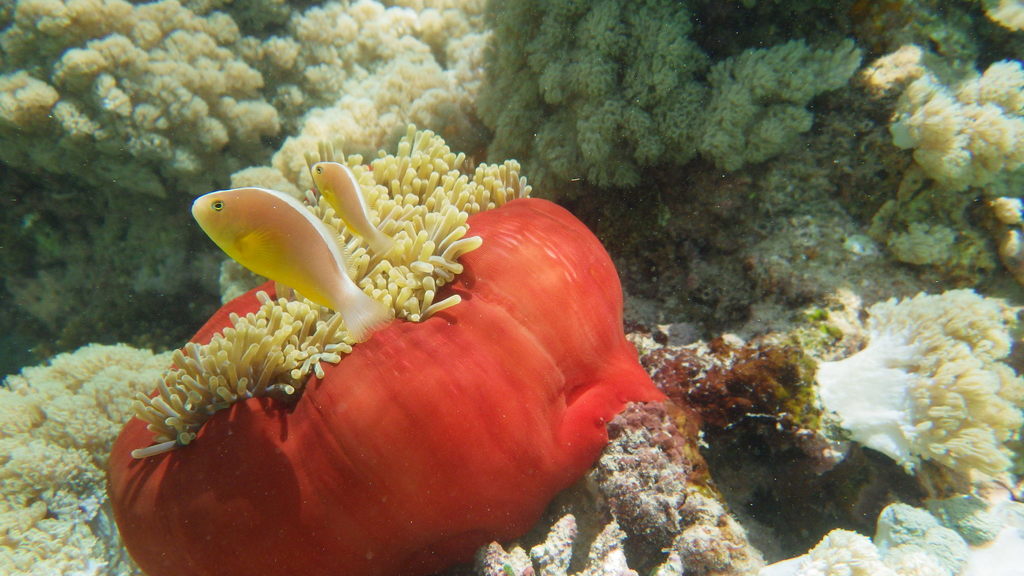Skunk anemonefish (Amphiprion akallopisos) — Pomacentridae