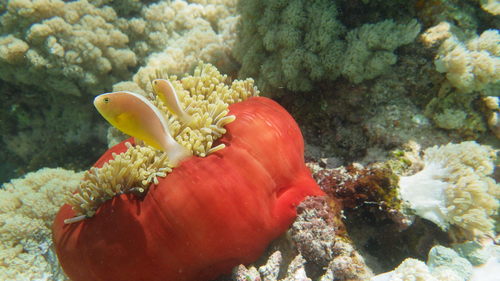 Skunk anemonefish (Amphiprion akallopisos) — Pomacentridae