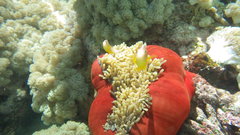 Amphiprion akallopisos