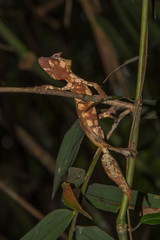 Uroplatus phantasticus