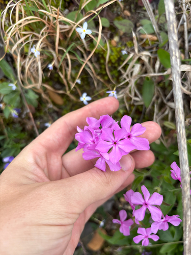 hairy phlox (Phlox amoena)