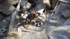 Ocypode