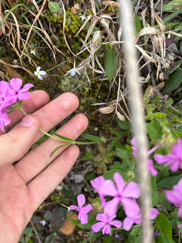 Phlox amoena, photograph 6