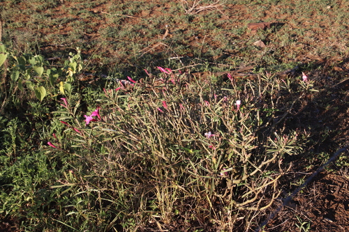 Adenium swazicum image