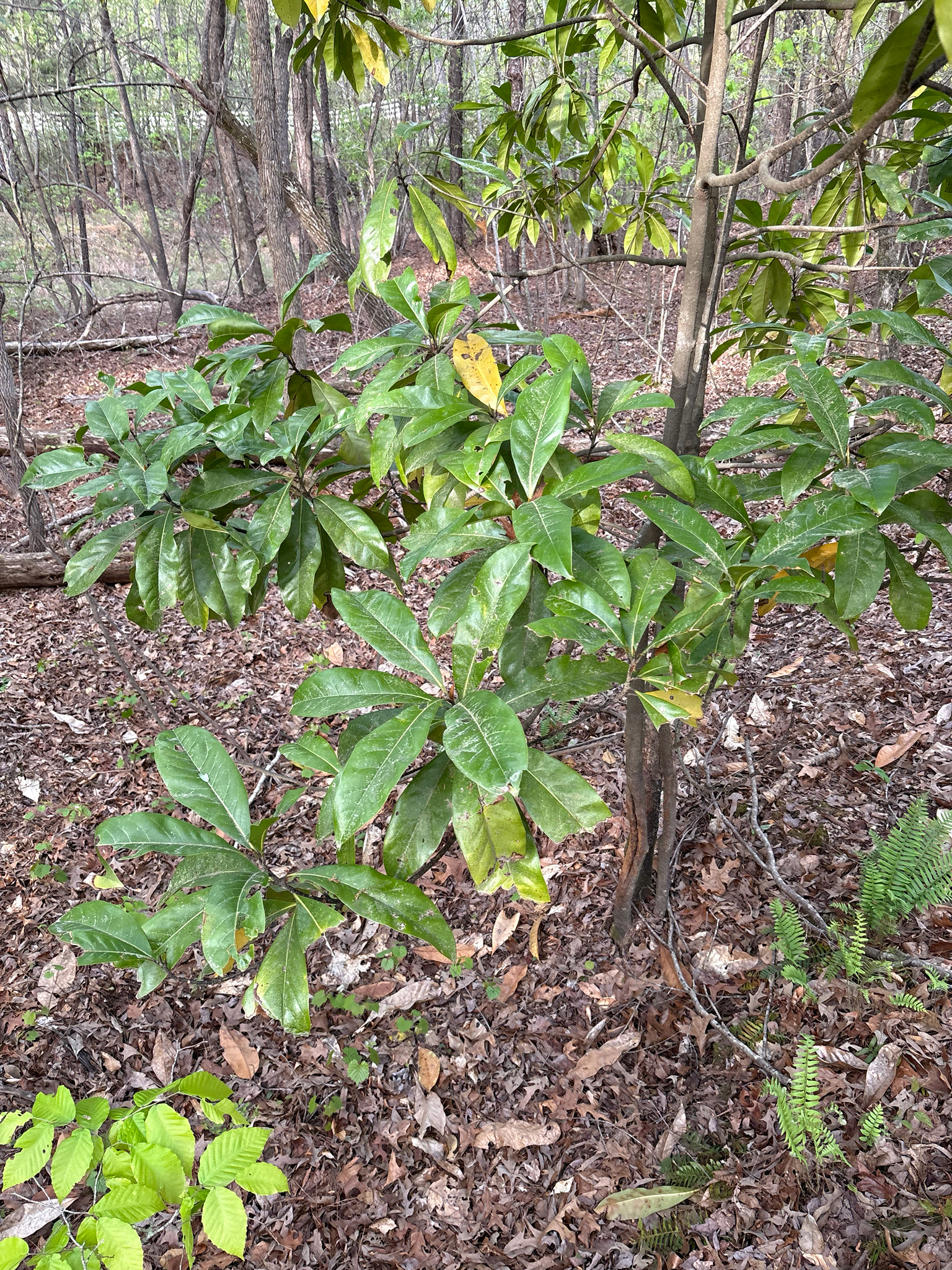 Southern Magnolia (Magnolia grandiflora)