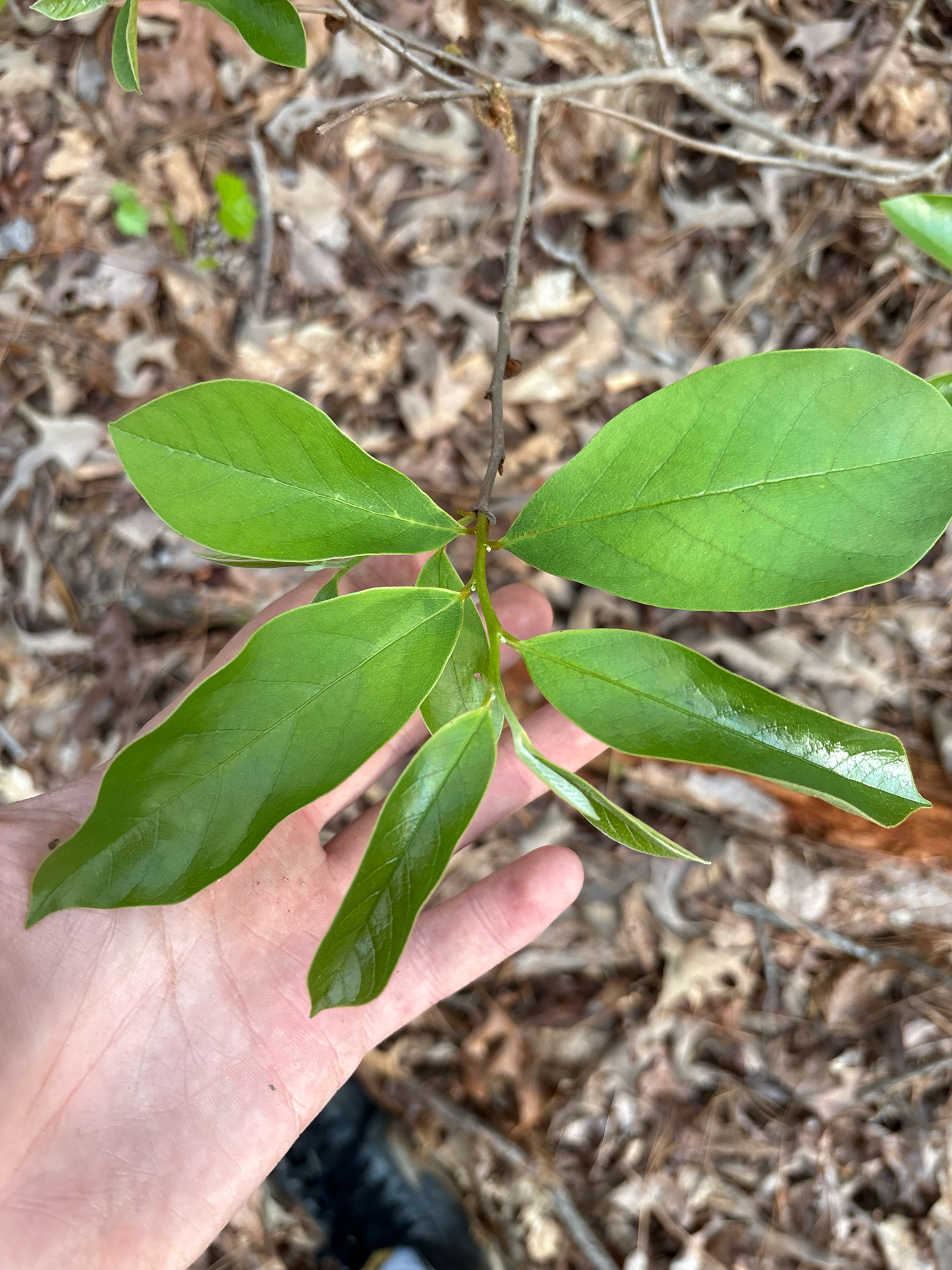 Small-Flower Pawpaw (Asimina parviflora)