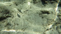 Canthigaster bennetti
