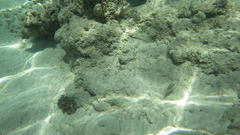 Canthigaster bennetti