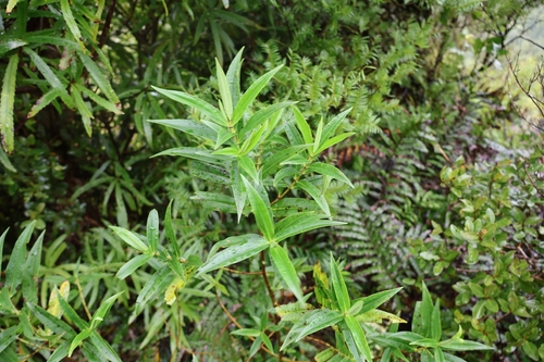 Koromiko (Veronica stricta)