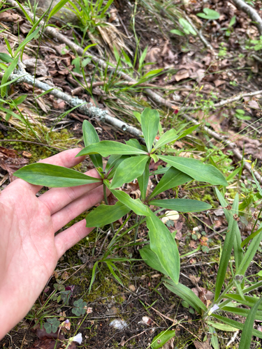 Carolina lily (Lilium michauxii)