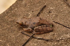Boophis albilabris