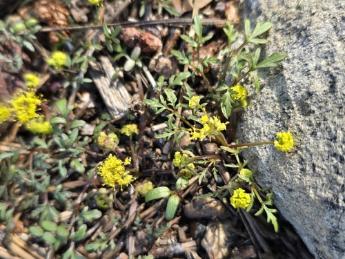 Tuberous Sanicle (Sanicula tuberosa)