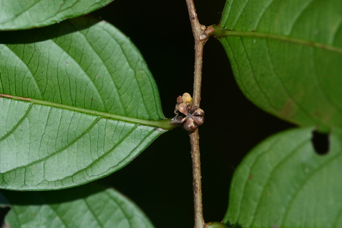 Image of Assam Leaf-Flower (Glochidion ellipticum) by no rights reserved