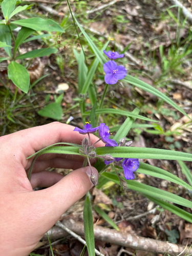 Hairystem Spiderwort (Tradescantia hirsuticaulis)