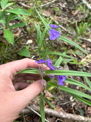 author not stated, no rights reserved Tradescantia hirsuticaulis, photograph author not stated, no rights reserved