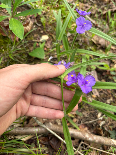 Tradescantia hirsuticaulis, photograph 5