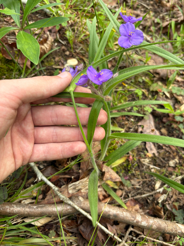 Tradescantia hirsuticaulis, photograph 6