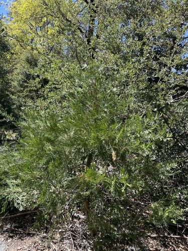 California incense-cedar (Calocedrus decurrens)