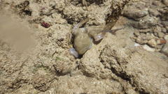 Cephalopoda