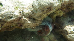 Cephalopoda