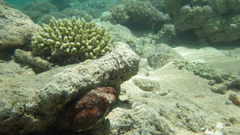 Cephalopoda
