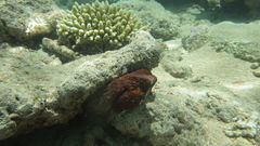 Cephalopoda