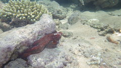 Cephalopoda