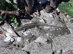 Podarcis muralis