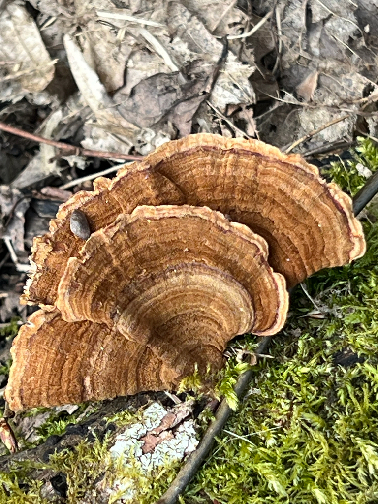 Stereum subtomentosum · March 2026 · photo: © scottexplores (iNaturalist, cc-by)