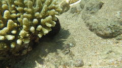 Cephalopoda